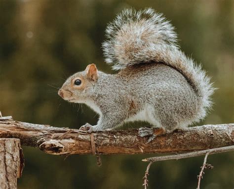 Uncovering The Eastern Gray Squirrels Habits - Wild-Bird …