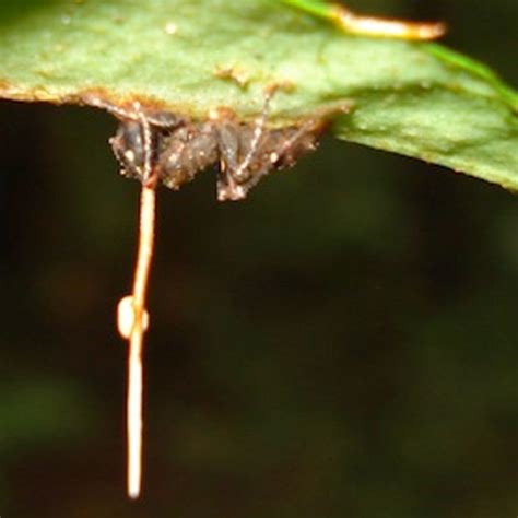 Undead-End: Fungus That Controls Zombie-Ants Has …