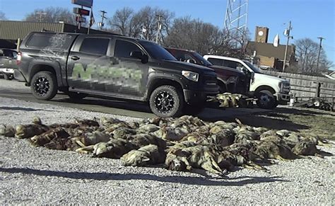 Undercover: Humane Society releases results of Illinois coyote-killing contest