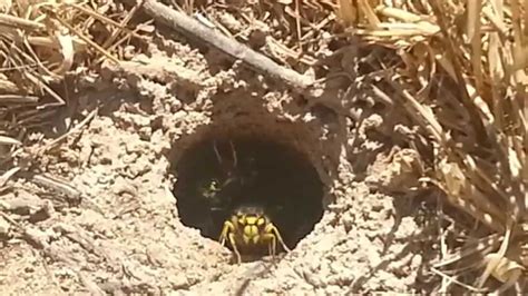 Underground yellow jacket nest. Get a sprayer, a 1-2 gallon is fine. Fill with water and add a bit of soap, about 3 tbsp per gallon. Mix the solution, spray the wasps. They won't attack you, they will struggle to breathe and eventually fall and die. The soap prevents … 