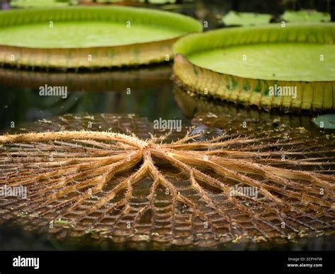 Photo about The underside of a lily pad showing a system of stems and tubes that help pad float. Image of water, leaf, macro - 195702735. 