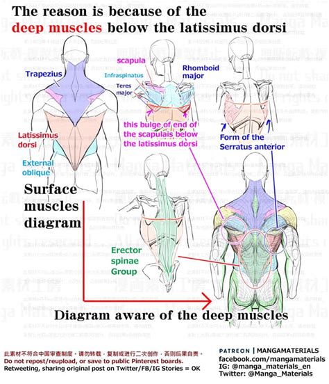 Understand the Anatomy of Anatomyä¸­æ–‡: A Guide to Unlock Success