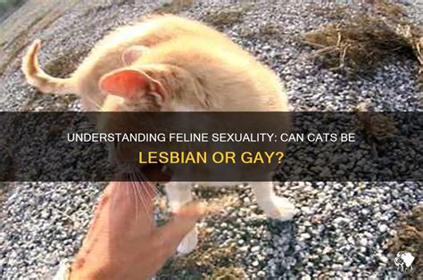 Understanding A Gay Cat