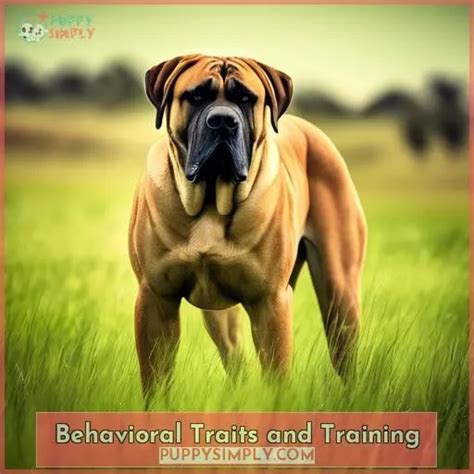 Understanding Boerboel Behavior and Activity TikTok.