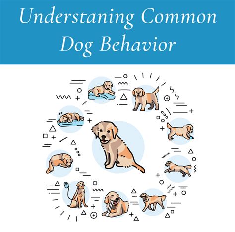 Understanding Canine Behavior
