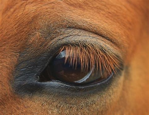 Understanding Equine Vision and Eye Disease