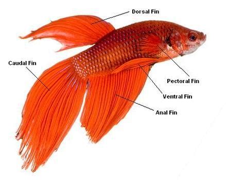 Understanding Fin Fish: The Basics