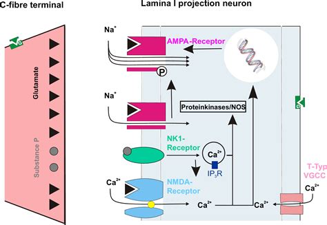 Understanding LTP in pain pathways - PubMed