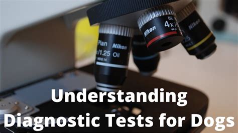 Understanding Laboratory Diagnostic Tests For Dogs YouTube