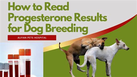 Understanding Ovulation and Progesterone When Planning to Breed a Dog