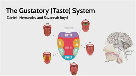 Understanding SPD: The Gustatory System - North Shore Pediatric …