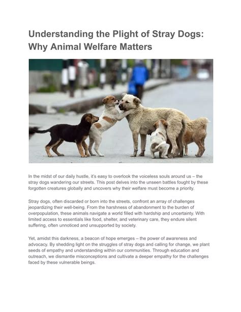 Understanding Stray Dogs: Learning to Read and Respect Their Language