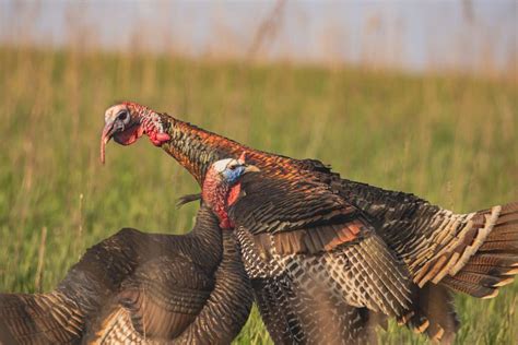 Understanding Turkey Behavior Patterns onX Hunt