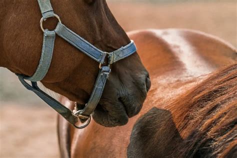 Understanding Your Horse’s Behaviour: Part 1