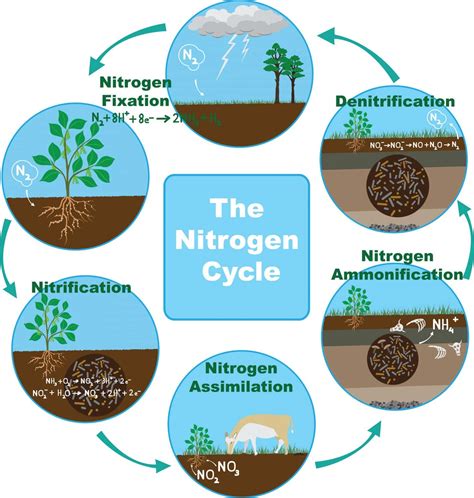 Understanding nitrogen