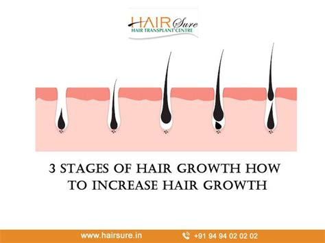 Understanding the 4 Stages of Hair Growth - Strut Blog