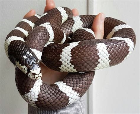 Understanding the Causes of Blue Eyes in California King Snakes …