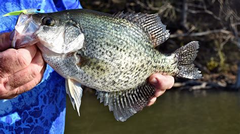 Understanding the Crappie Spawn - Lurenet