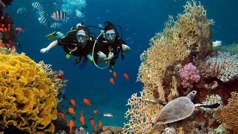 Understanding the Different Types of Reefs - Scuba.com