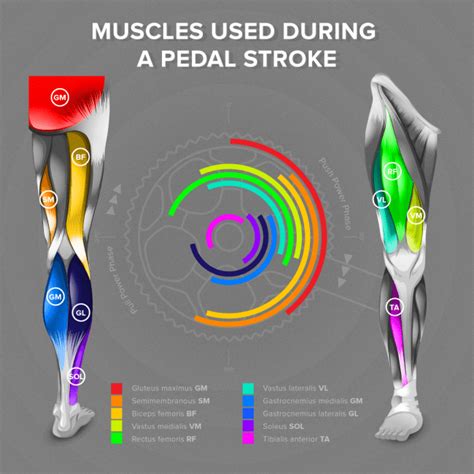 Understanding the Muscles Worked by Cycling