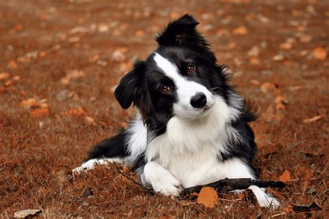 Understanding the border collie the essential guide to owning border. - Aristophanes oxford bibliographies online research guide by oxford university press.