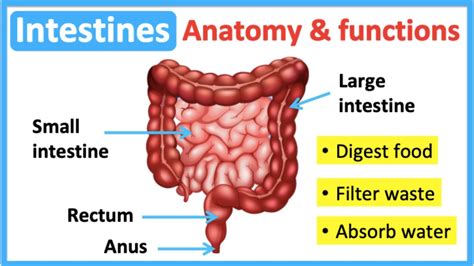 Understanding the human intestine: structure and function