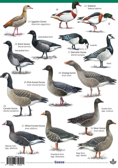 Understanding waterfowl a du guide to duck and goose behavior and biology. - Introducción al fenómeno del transporte 1ª primera edición por thomson william.