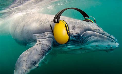 Underwater Noise WildWhales