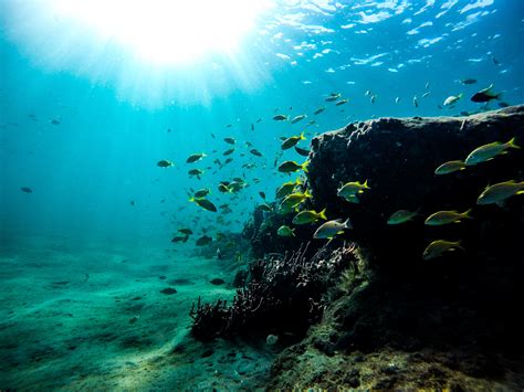 Underwater ocean. Things To Know About Underwater ocean. 