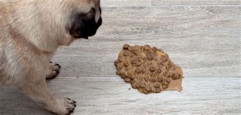 Undigested Kibble in Poop - Dog Food Advisor