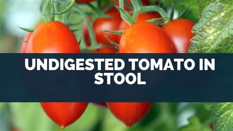Undigested tomato skin in stool. Things To Know About Undigested tomato skin in stool. 