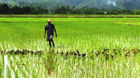 Une riziculture respectueuse du climat en Thailand