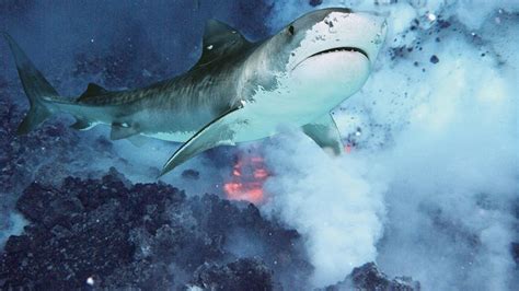 Unexpected Sharks Found Living Inside Underwater Volcano