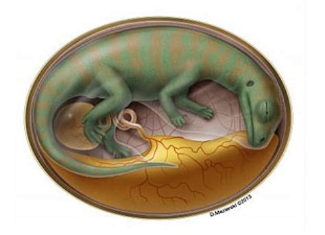 Unhatched Dinosaur Embryo Fossil Offers Window into Ancient Reptile Development
