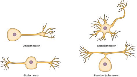 Unipolar vs bipolar vs multipolar neurons How do they compare 