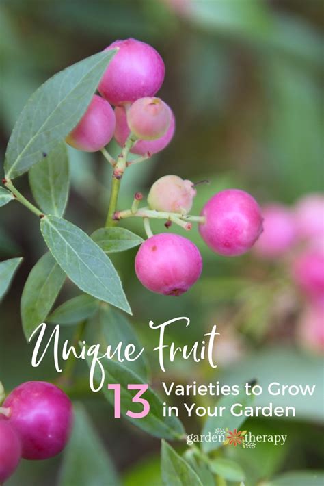 Unique Edible Fruit Plants You Need to Grow in Your Garden