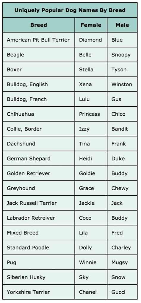 Unique Names for your Jack Russell [36 Great Names]