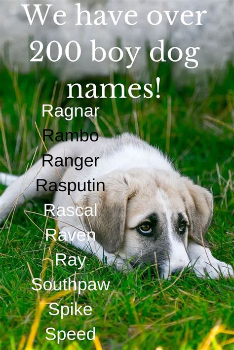 Unique Western Dog Names Boy