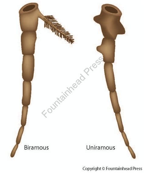 Uniramous appendage - Oxford Reference