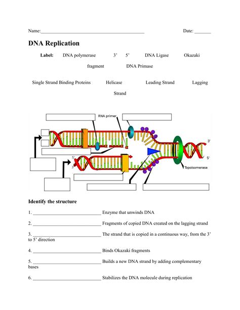 Unit 12 DNA Worksheet Structure of DNA and Replication