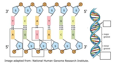 Unit 4 DNA Structure & Replication, Protein Synthesis (Transcription