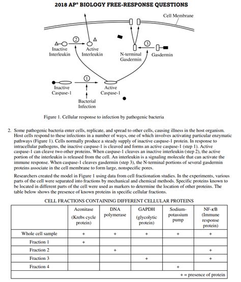 Score Higher on AP Biology 2024: Tips for FRQ 5 - Analyze Model or Visual Representation. 3 min read. Previous Exam Prep. AP Biology Unit 1 Review - Chemistry of Life ... 🌶️ AP Bio Cram Review: Unit 4: Cell Communication and Cell Cycle. streamed by Kari Parnin. AP Cram Sessions 2020. Unit 1 - Chemistry of Life.. 