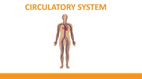 Unit IV - Circulatory System - University of Notre Dame