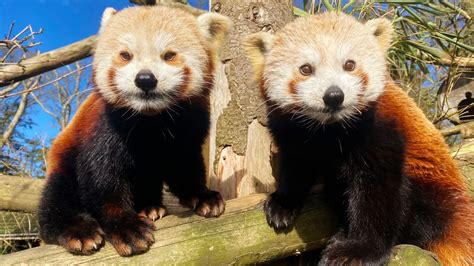 United Kingdom - A rare pair of red panda twins have made