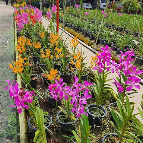 United Malaysia Orchids - Rawang - WorldPlaces