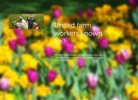 United farm workers movement presentation copy Screen 3 on FlowVella
