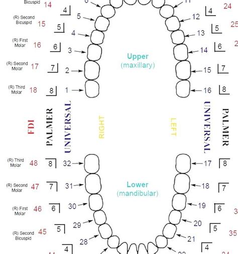 Universal Tooth Numbering Chart