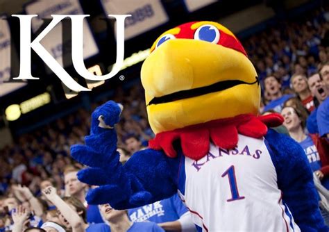 University of kansas mascot big jay. Big Jay is one of the mascots of the University of Kansas' sports teams. He and fellow mascots Baby Jay and Centennial Jay are Jayhawks. School tradition dictates Big Jay be male and at least 6 feet 1 inch tall, and in any given year Big Jay may be played by several different people. List of U.S. college mascots Template:Kansas Jayhawks men's basketball navbox … 