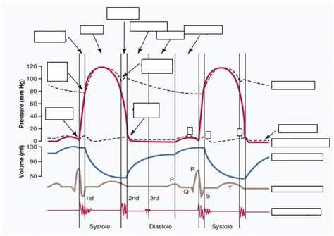 Unlabeled Wiggers Diagram