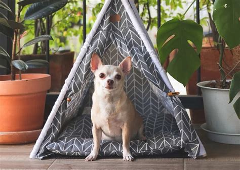 Unleash True Luxury: The Hermes Dog Tent – An Oasis for Your Furry Companion